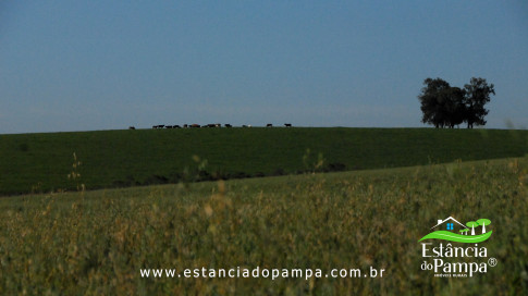 DOS EÓLICOS VIRA P FAZENDA_Moment.00_05_47_04.Quadro541_c12a8e9b496314be596d38d16cb3897a8c5abe4d.jpg